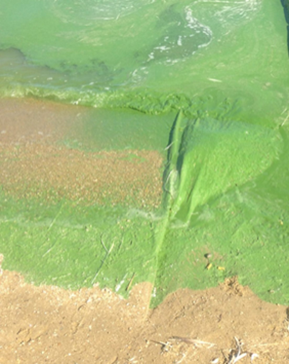 Efflorescence de cyanobactéries sur le Lac au Duc